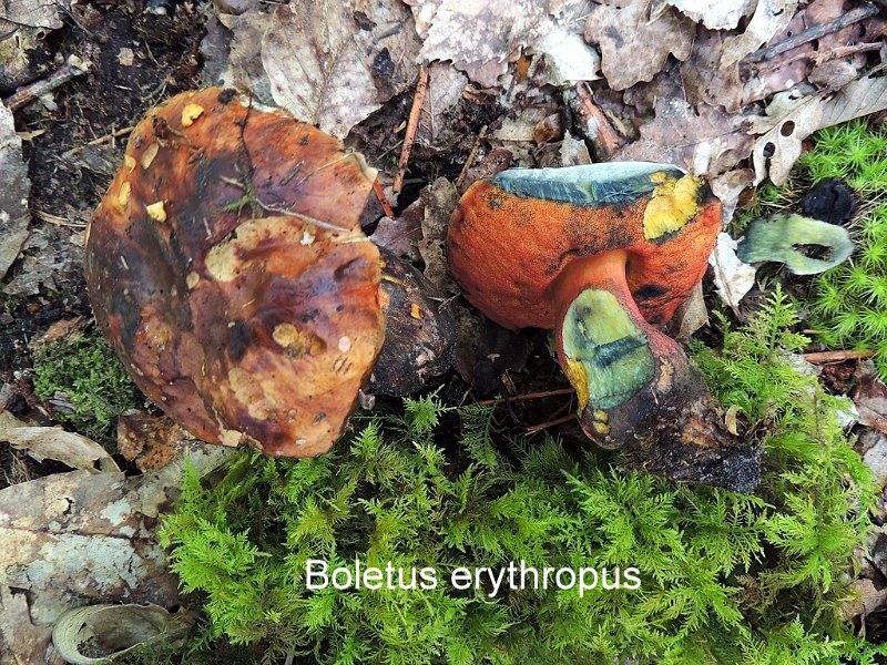 Neoboletus erythropus-amf280.jpg - Neoboletus erythropus ; Syn1: Boletus erythropus ; Syn2: Boletus miniatoporus ; Nom français: Bolet à pied rouge